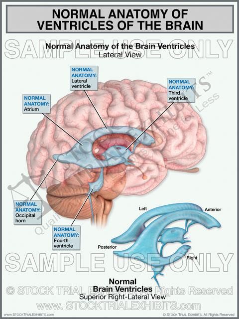 anatomy and physiology degree programs